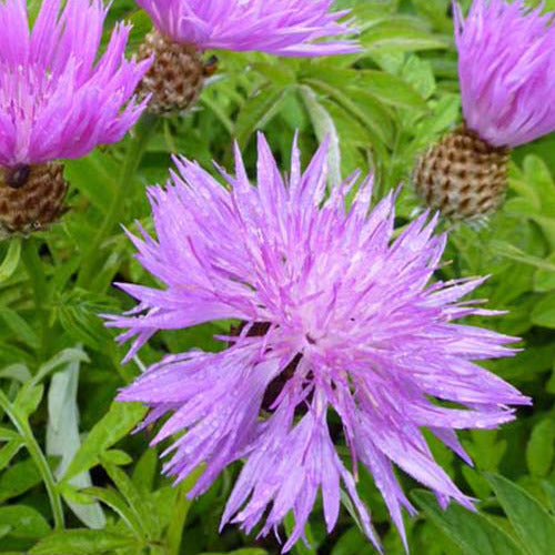 Flockenblume - Centaurea dealbata - Gartenpflanzen