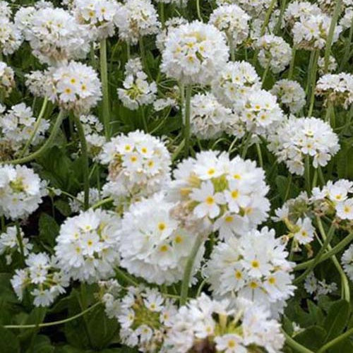 Kugel-Primel Alba - Primula denticulata alba - Gartenpflanzen