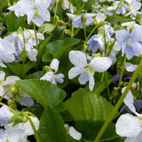 Pfingstveilchen Freckles - Viola sororia freckles - Sträucher und Stauden