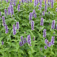 Agastache Black Adder - Agastache 'black adder' - Gartenpflanzen