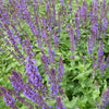 Blüten-Salbei Blaukönigin - Salvia nemorosa Blaukönigin - Gartenpflanzen