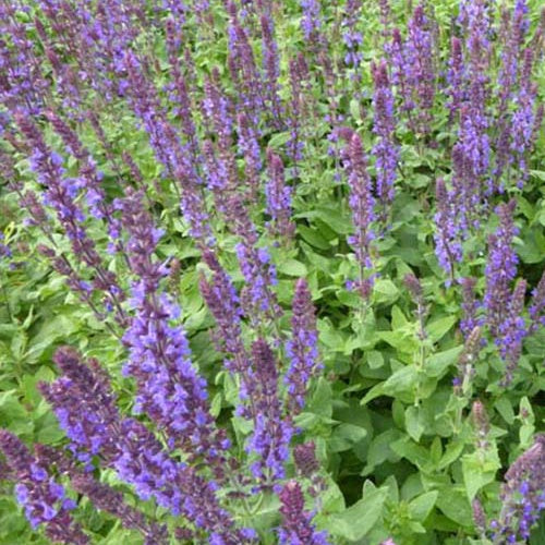 Blüten-Salbei Blaukönigin - Salvia nemorosa blaukönigin - Gartenpflanzen