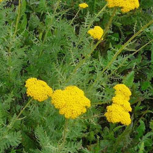 Achillea Filipendules Cloth of Gold (x3) - Achillea filipendulina cloth of gold - Gartenpflanzen