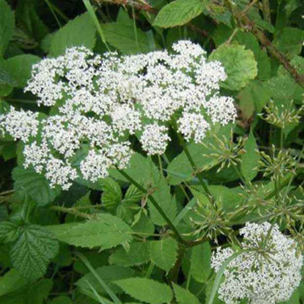 Gewöhnlicher Giersch - Aegopodium podagraria - Gartenpflanzen