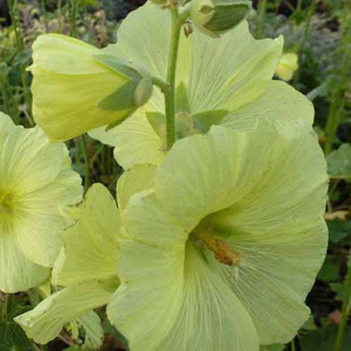 Raue Kletterrose Gelbe Kletterrose - Alcea rugosa - Gartenpflanzen