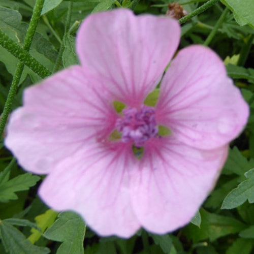 Falscher Hanf-Eibisch Hanfblatt-Eibisch - Althaea cannabina - Gartenpflanzen