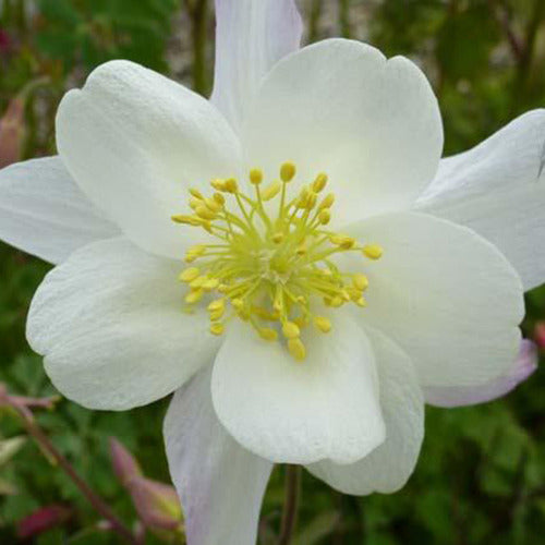 Akelei 'Snow Queen' - Bakker