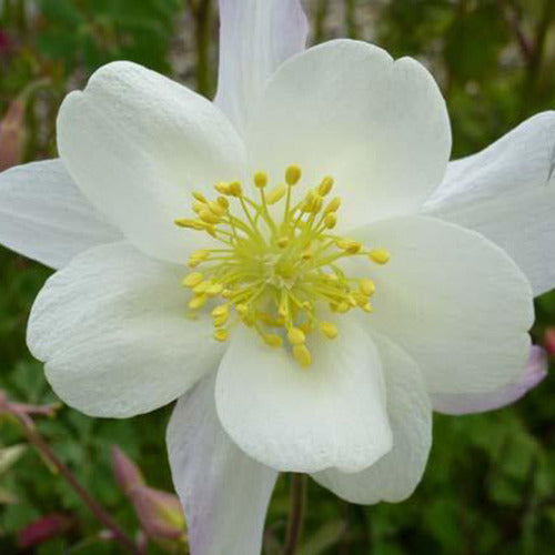 Ancolies Snow Queen Ancolies Schneekönigin (x3) - Aquilegia snow queen - Gartenpflanzen