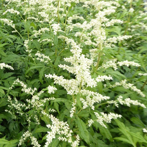 Milchiger Beifuss Elfenbein - Bakker