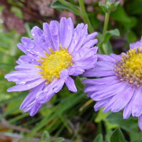 Sommer-Aster 'Rudolf Goethe' - Bakker