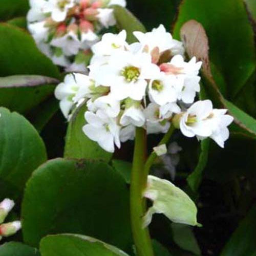 Bergenia Bressingham White Safranpflanze Bressingham White - Bergenia Bressingham White - Gartenpflanzen