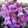 Bergenia purpurea Safranpflanze mit purpurnen Blättern - Bergenia purpurascens - Gartenpflanzen