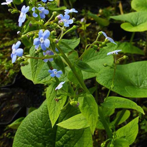 Kaukasus-Vergissmeinnicht - Sibirische Buglosse - Brunnera sibirica - Gartenpflanzen