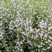 Nepeta-Kalmus Clinopodium nepeta (x3) - Calamintha nepeta subsp. nepeta - Gartenpflanzen