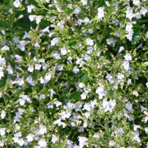 Calament nepeta White Cloud - Calamintha nepeta white cloud - Gartenpflanzen