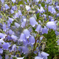 Flutende Glockenblume Cochlea-blättrige Glockenblume (x3) - Campanula cochleariifolia - Gartenpflanzen