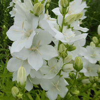 Großblumige Glockenblume Alba Großblumige Glockenblume mit weißer Krone - Campanula latiloba alba - Gartenpflanzen