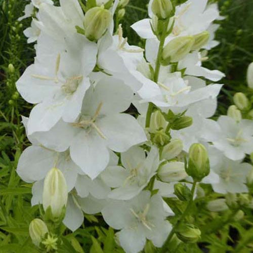 Großblumige Glockenblume Alba Großblumige Glockenblume mit weißer Krone - Campanula latiloba alba - Gartenpflanzen