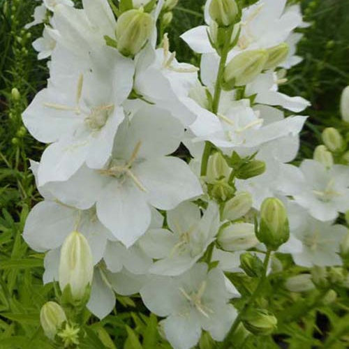 Großblumige Glockenblume Alba Großblumige Glockenblume mit weißer Krone - Bakker