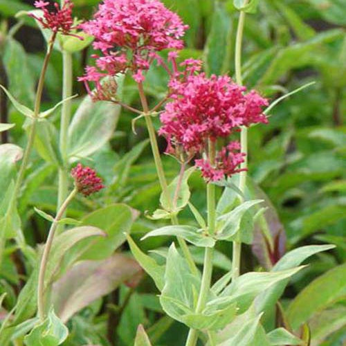 Roter Baldrian Spanischer Flieder Coccineus (x3) - Centranthus ruber coccineus - Gartenpflanzen