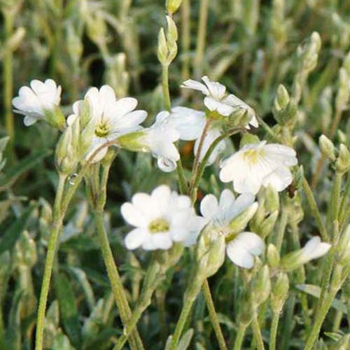 Biebersteiner Ceratistin Mäuseohr (x3) - Cerastium biebersteinii - Gartenpflanzen