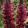 Prunkwinde Red Feathers - Echium amoenum red feathers - Gartenpflanzen