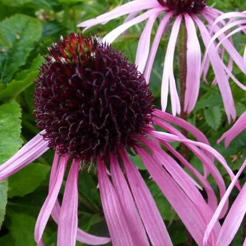 Rudbeckia blass Echinacea blass - Echinacea pallida - Gartenpflanzen