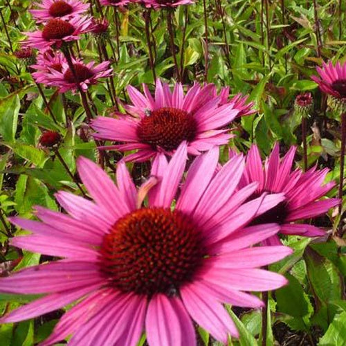 Rudbeckia Fatal Attraction Purpur-Echinacea - Echinacea purpurea fatal attraction - Gartenpflanzen