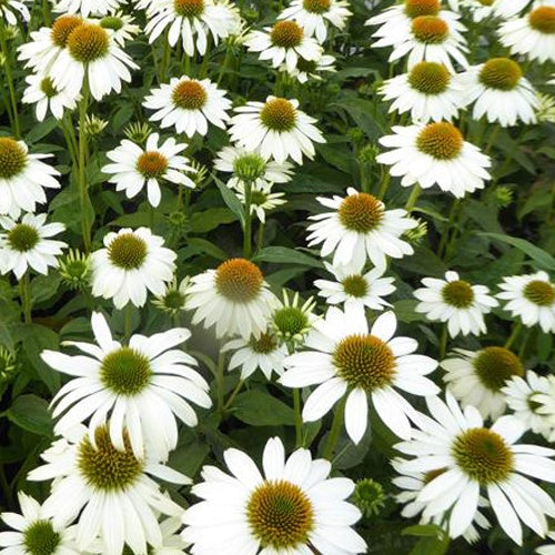 Echinacea Powwow White - Echinacea purpurea pas709018 powwow white ( powwow - Gartenpflanzen