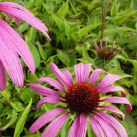 Rudbeckia Rubinstern Purpur-Echinacea - Echinacea purpurea rubinstern - Gartenpflanzen