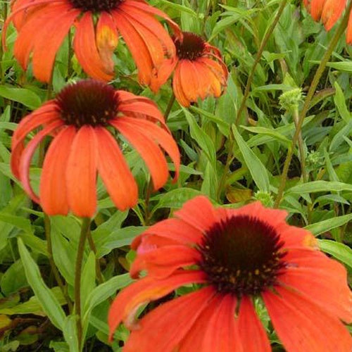 Rudbeckia Tangerine Dream Echinacea purpurea - Echinacea purpurea tangerine dream - Gartenpflanzen