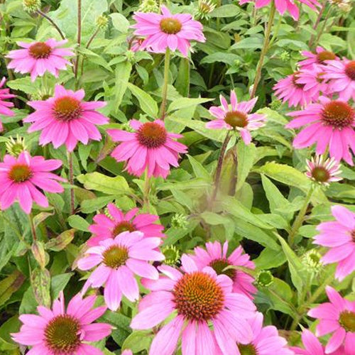Blaue Bergflockenblume - Bakker