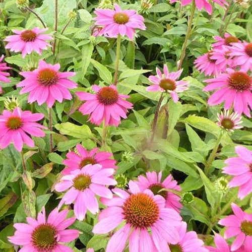 Blaue Bergflockenblume - Echinacea purpurea pas702917 powwow wild berry ( p - Gartenpflanzen