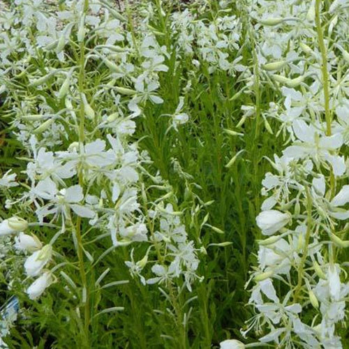 Weißes Ähren-Weidenröschen - Epilobium angustifolium album - Gartenpflanzen