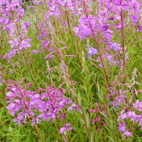 St.-Antonius-Lorbeer-Weidenröschen - Epilobium angustifolium - Gartenpflanzen