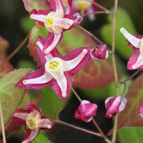 Elfenblume Galadriel - Epimedium x rubrum galadriel - Gartenpflanzen
