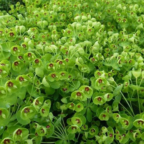 Wald-Wolfsmilch Kolibri Schein-Wolfsmilch Kolibri - Euphorbia amygdaloides kolibri - Gartenpflanzen