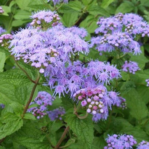 Malvenfarbene Nebelblumen Wasserdost mit Ageratblüte - Conoclinium coelestinum - Gartenpflanzen
