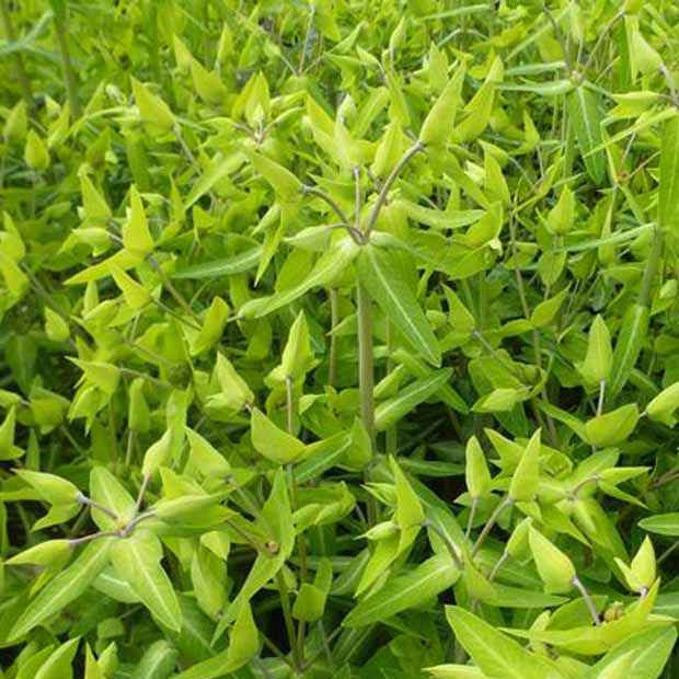 Garten-Wolfsmilch - Euphorbia lathyris - Gartenpflanzen