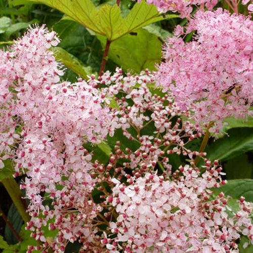 Rote Filipendule Venusta Wiesenkönigin - Filipendula rubra venusta - Gartenpflanzen