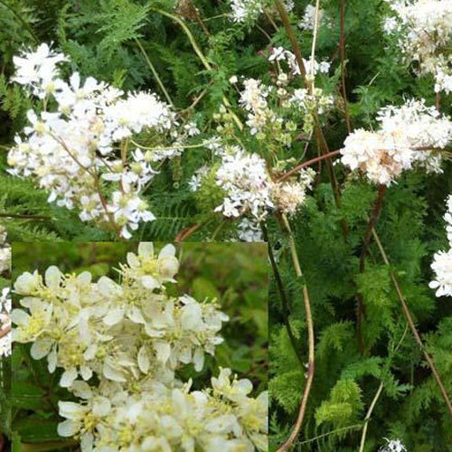 Gewöhnlicher Filipendulus Spirée Filipendulus (x3) - Filipendula vulgaris - Gartenpflanzen