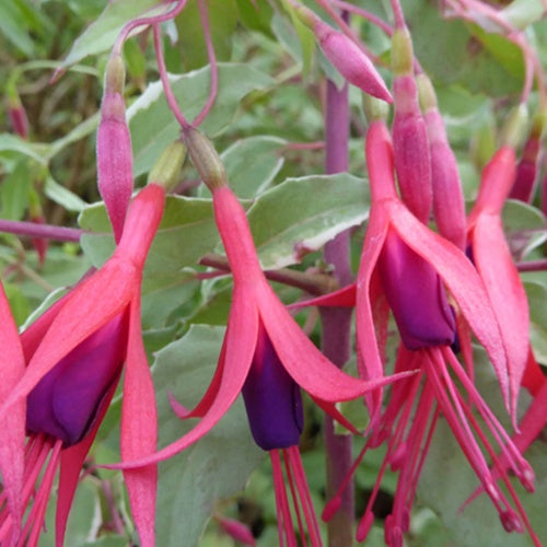 Magellansche Fuchsie Tricolor Panaschierte rustikale Fuchsie - Fuchsia magellanica tricolor - Terrasse balkon