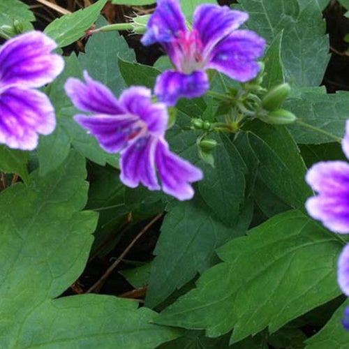 Knorrige Geranie Clos du Coudray Mehrjährige Geranie Clos du Coudray - Geranium nodosum clos du coudray - Gartenpflanzen