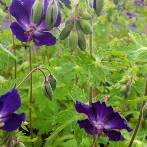 Braune Geranie Klepper mit violetten Blüten - Geranium phaeum klepper - Gartenpflanzen