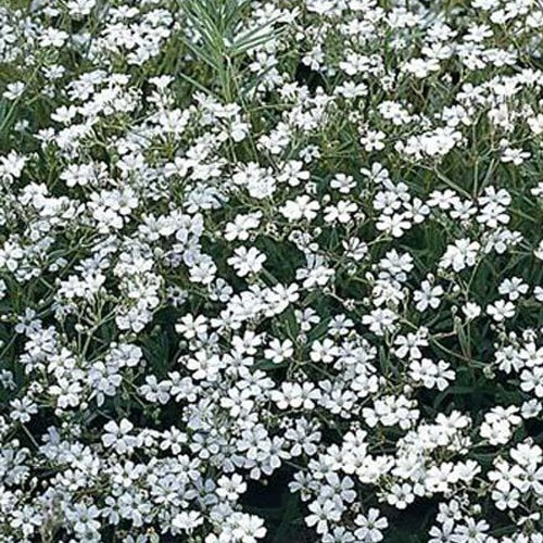 Gypsophilus Schneeflocke Nebel Schneeflocke (x3) - Gypsophila paniculata Schneeflocke - Gartenpflanzen