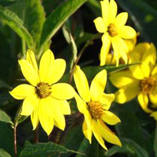 Stauden Sonnenblume Giganteus - Helianthus atrorubens giganteus - Gartenpflanzen