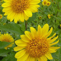 Sonnenblume Capenoch Star - Helianthus decapetalus capenoch star - Gartenpflanzen