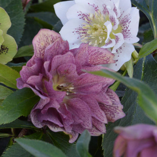 Orientalische Helleborus doppelte Farbmischung - Bakker