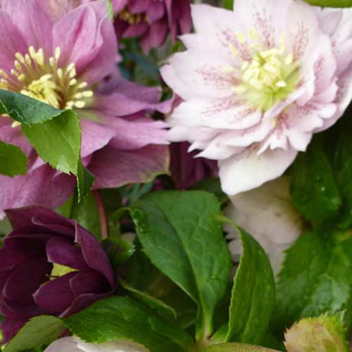 Orientalische Helleborus Farbmischung - Helleborus orientalis mixed colors - Gartenpflanzen