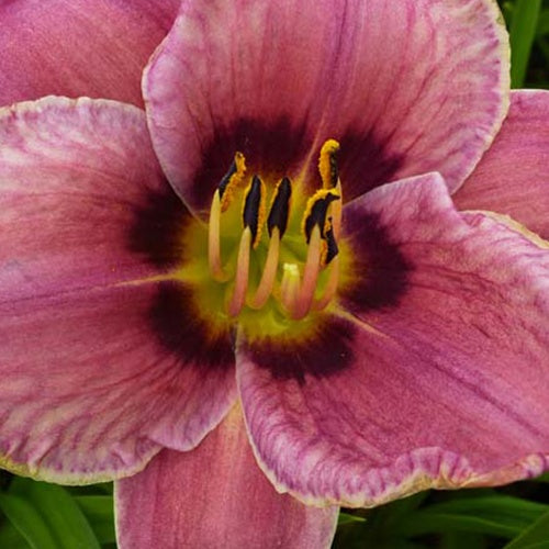 Hemerocallis Always Afternoon Lilie für einen Tag - Bakker